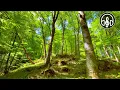 Download Lagu Wiosenny las górski. Śpiew ptaków dla relaksu, medytacji i snu.
