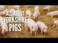 Yorkshire Pigs Everything You Need to Know