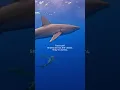 Download Lagu Shark Awareness Day 🦈🌊