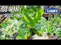 Crazy Hanging Baskets finds at Lowes Plant Shopping Plant Haul