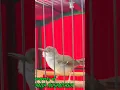 Download Lagu SUARA CIBLEK BETINA MEMANGGIL JANTAN DIJAMIN LANGSUNG NYAUT