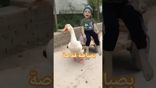 البطة البطة بصباصة قماصة Shorts Duck Shortsindia 