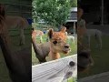 Lagu Alpaca alarm - how they sound when they see a potential predator