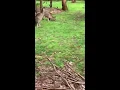 Kangaroo
