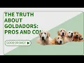 The Truth About Goldadors The Good and the Bad
