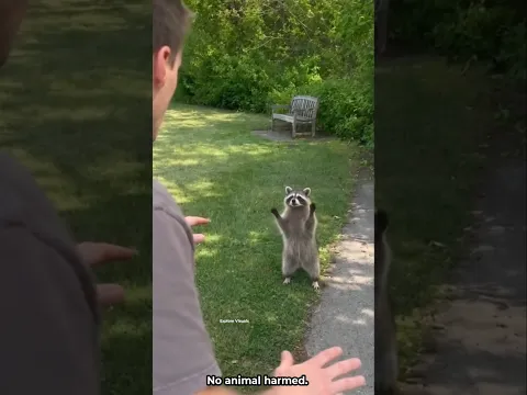 A Raccoon Stopped This Man… The Reason Was Heartwarming