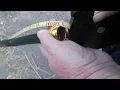 100 foot or not Husky Garden Hose inch brass fittings with a lifetime warranty