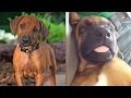Cute And Funny Rhodesian Ridgeback Puppies