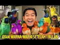 Download Lagu KONDISI 10 AYAM WARNA-WARNI AKU SETELAH 1 BULAN DIPELIHARA! SEMAKIN BESAR DAN BERUBAH!