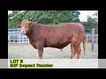 LOT 9 - BJF Impact Dazzlers