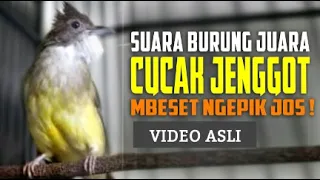 Download Masteran ampuh suara jernih !!🔥 cucak jenggot gacor full mbeset dan ngepik panjang🔥 MP3