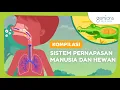 Download Lagu Sistem Pernapasan dan Penyakit Sistem Pernapasan Manusia dan Hewan | IPA | SayaBisa