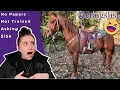 CRAIGSLIST HORSE ADS 15 000 Companion Horse