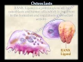 Osteoclasts - Everything You Need To Know