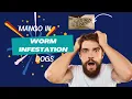 Mango worm infestation in dogs