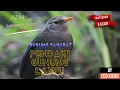 Download Lagu KICAU BURUNG JALAK LAWU SAHABAT PENDAKI GUNUNG \