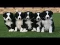 Border Collie Puppies Dogs For Sale In Virginia Beach Virginia VA 19Breeders Chesapeake