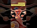 Lagu How Life Is Formed In A Woman’s Body-Explained With Stunning Animation|Bio Anatomy Art| Gut Health
