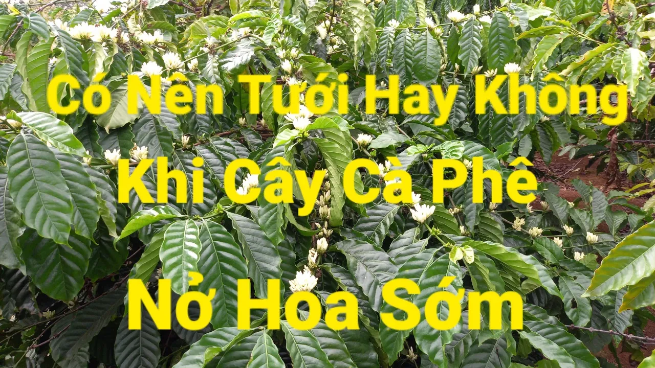 Outline Video Hướng dẫn kỹ thuật tưới nước cho cây cà phê