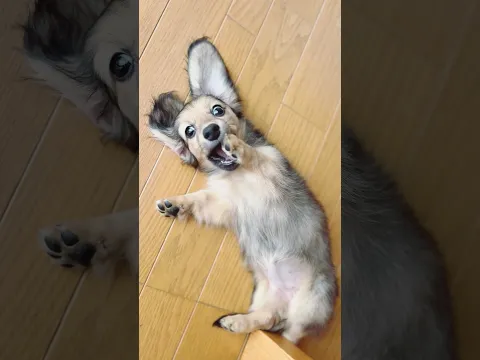 Those toe beans 🫘🐾😍