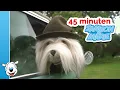 Download Lagu 45 minuten compilatie Samson \u0026 Marie 🚍