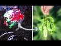 I Filmed a Lima Bean Until Harvest 80 Days Time-lapse