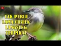 Download Lagu SUARA PIKAT CIBLEK JANTAN MP3