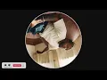 Kendrick Lamar - Silent Hill ft. Kodak Black (JACK MARLOW Bootleg)