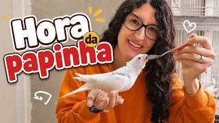 dando papa para 6 filhotes de calopsitas 