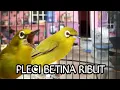 Download Lagu SUARA PLECI BETINA RIBUT
