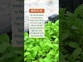 What to plant in Denver in February