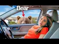 Download Lagu We Found A REAL BEAR in our Backyard!