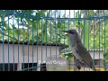 Download Lagu Sekali Putar Burung Cucak Kombo Malas Bunyi Langsung Nyaut - Kecial Kombo Gacor Tembakan Mewah
