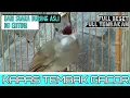 Download Lagu Kapas tembak gacor | Master burung