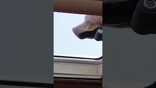 Dog life on a boat – Part 8 #dog #travel #sailing