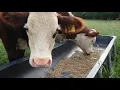 Evaluating Finish on Beef Cattle Part I