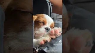 Just paws and enjoy all this cuteness 🥰🐶🥹#puppylife #puppy #doglover #roadtrip