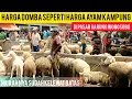 Download Lagu DE PRIJS VAN SCHAPEN IS HETZELFDE ALS DE PRIJS VAN GRATIS COMMERCIËLE KIP OP DE GARUNG-MARKT, WON...