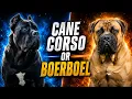 Most People Pick the Wrong Breed Cane Corso vs Boerboel