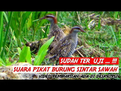 Download MP3 SUARA PIKAT AMPUH DAN JITU BURUNG SINTAR SAWAH 🔴 COCOK UNTUK PIKAT DAN BERBURU