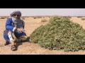 Download Lagu Poisonous plants of the Sahara part 2 - Erg Chigaga Luxury Desert Camp Morocco