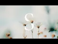 Saive - Near Visuals