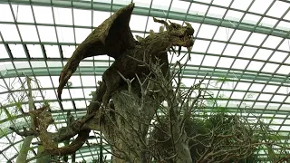 Flower Dome, Singapore