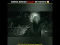 Download Lagu Extinct Animals Caught On Camera 😵🤯 | #shorts #youtubeshorts