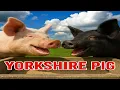 The formation development and characteristics of Yorkshire pigs