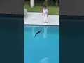 ALLIGATOR IN OUR POOL