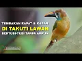 Download Lagu DI TAKUTI LAWAN | Tembakan Rapat dan Kasar Bertubi-Tubi Tanpa Ampun Untuk Masteran Burung Lomba