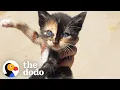 Tiny Kitten Runs Out Of Bushes To Her New Mom The Dodo Little But Fierce