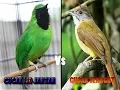 Download Lagu Cucak Ijo Vs Cucak Jenggot pas buat masteran