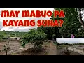 Download Lagu Update sa mga suhang natira | Maganda talaga ang bagong sprayer